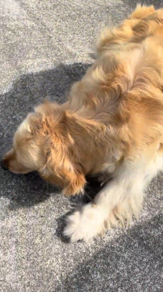 投稿者の足元に寝転がる犬