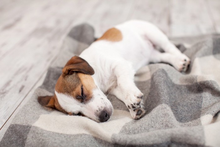 眠っている犬