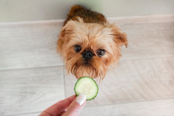 犬に輪切りのキュウリを見せる