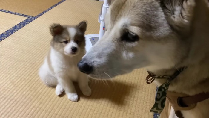 甘えたいタナちゃんと困惑のむぎちゃん