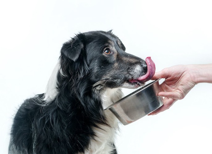 容器を犬に差し出す人の手