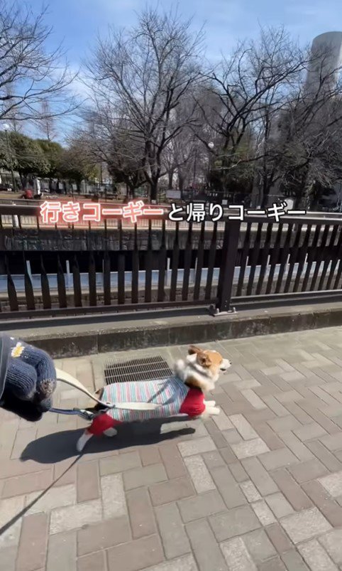 カイくんのお散歩時のテンション差4