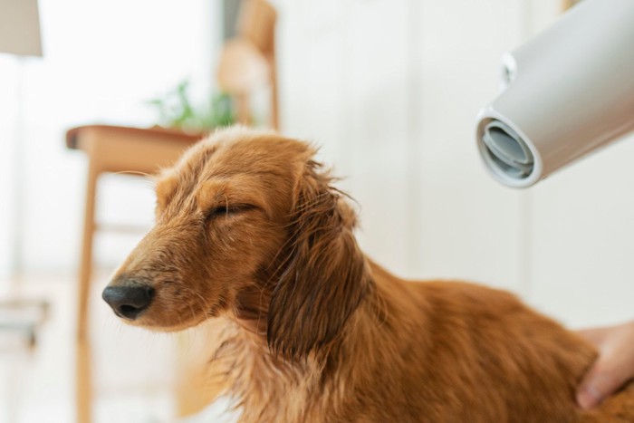 ドライヤー中の犬