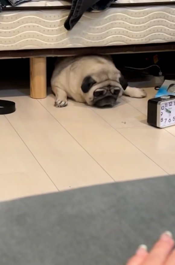 出ようともがくしーちゃん