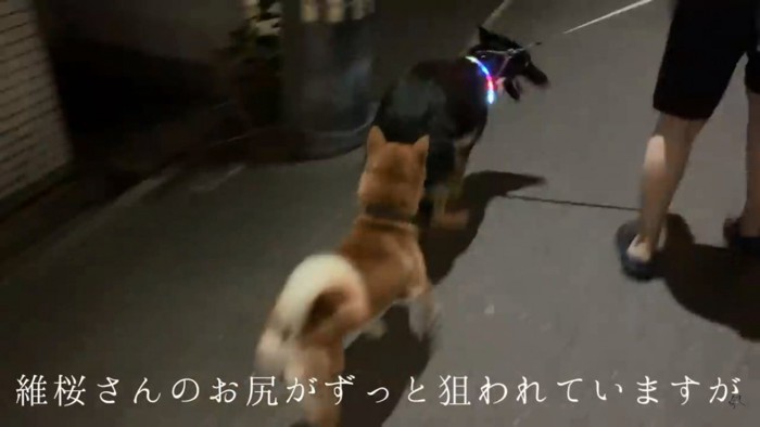 維桜さんのお尻を狙う柴犬さん