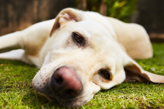 疲れた様子の犬