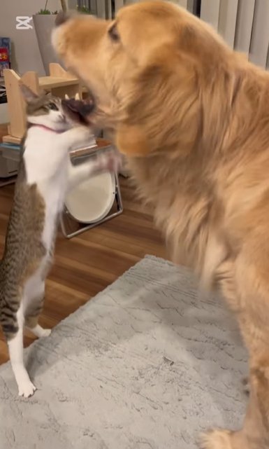 立ち上がってゴールデンレトリバーにパンチする猫