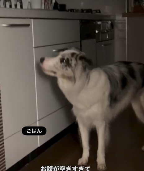 台所を見つめる犬1