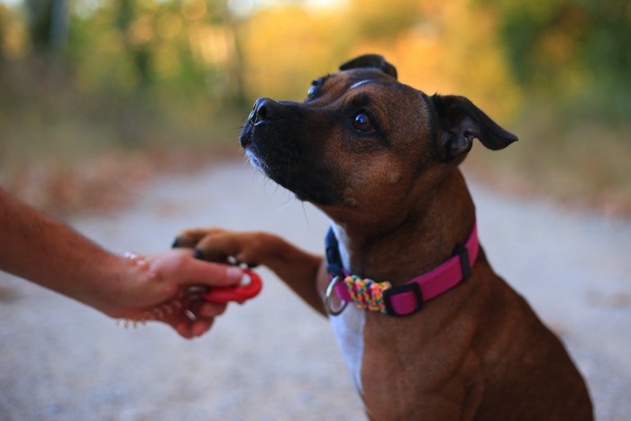 クリッカートレーニングを受ける犬