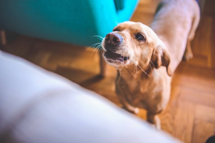 見つめる犬