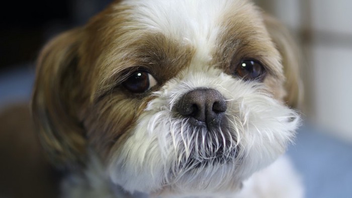 こちらを見つめるシーズー犬