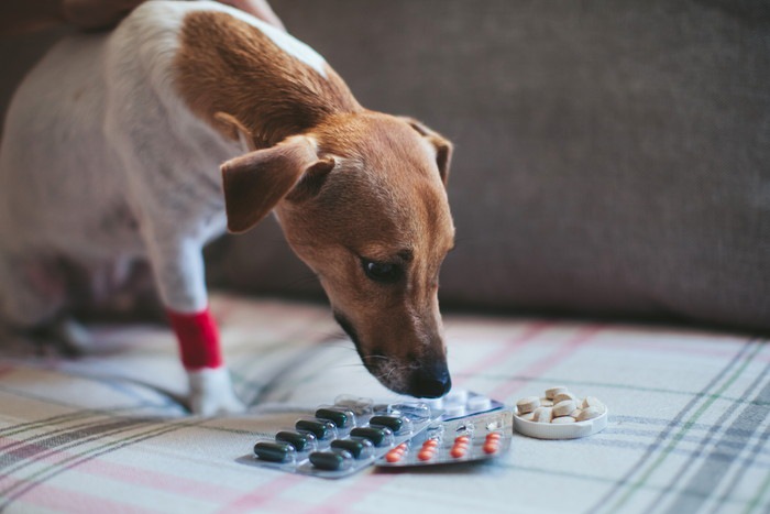 お薬を見つめている犬