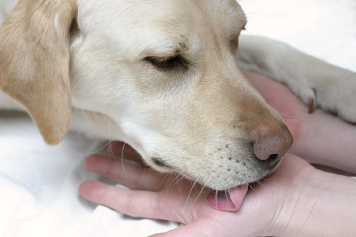 リラックスしながら手を舐める犬