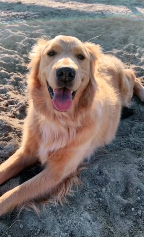 砂地でリラックスしている犬