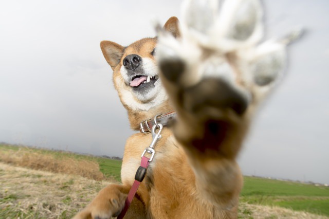 足を伸ばしている柴犬