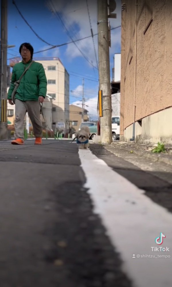 白線の上に全部の足を乗せて歩いている犬