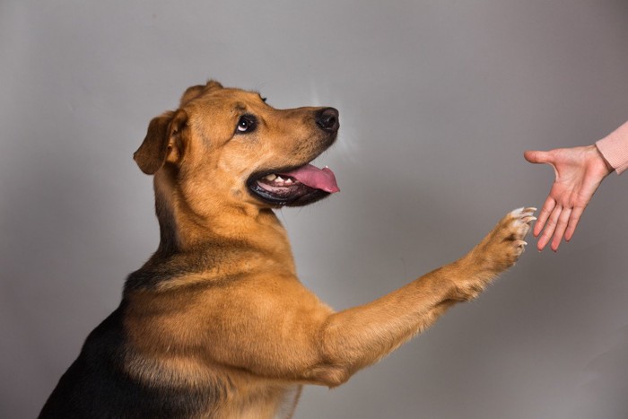 握手する犬と人の手