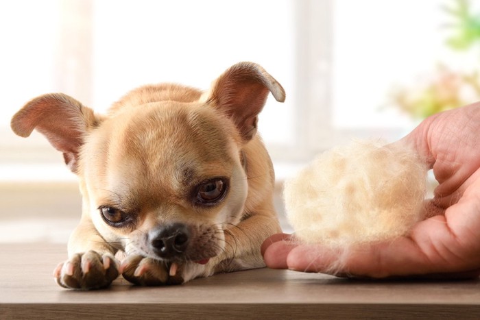 犬と抜け毛の塊を持つ手