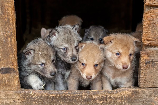 サーロス子犬