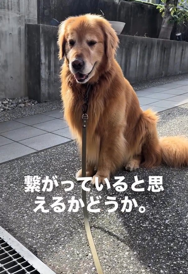 笑顔のチェスターくん