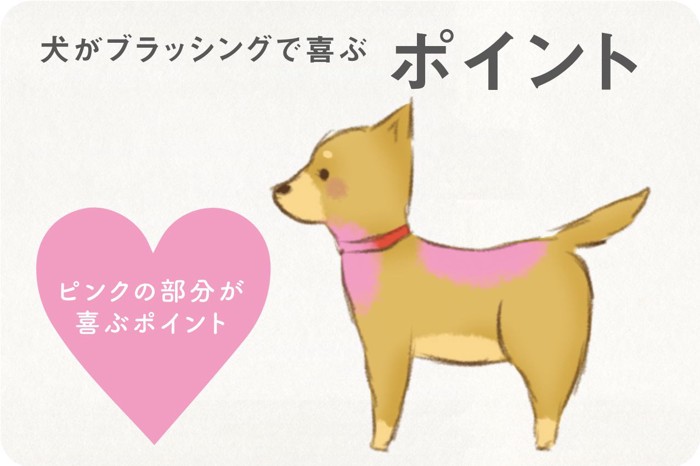 犬がブラッシングで喜ぶポイント