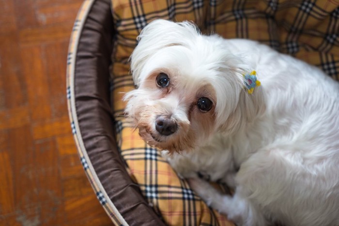 ドッグベッドで丸まった白い犬