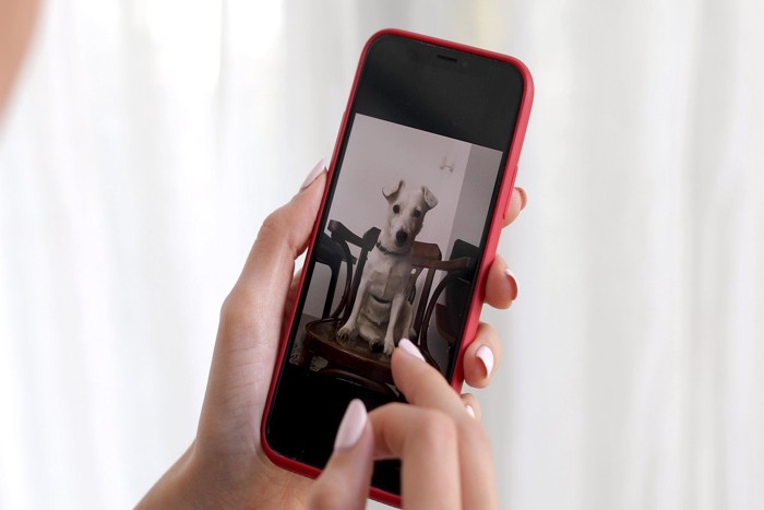 スマホ、犬の写真