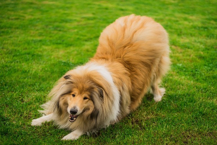 遊びたい犬