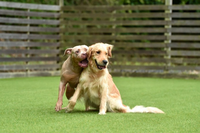 2匹の犬