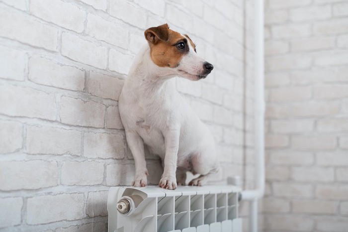 暖房器具の上に乗っている犬