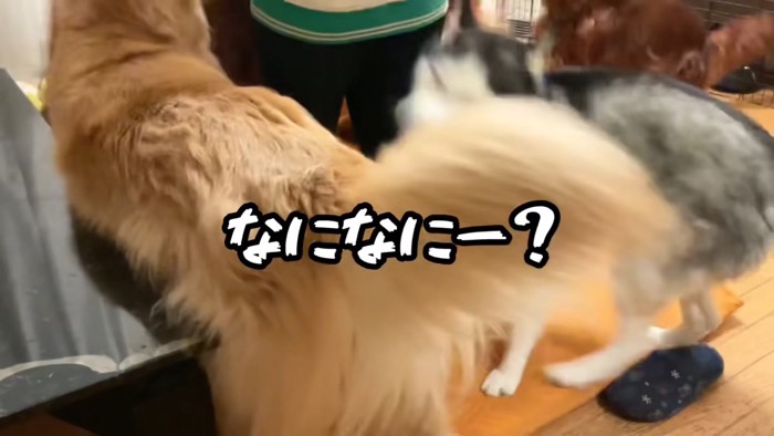 布団にむらがる大型犬たち