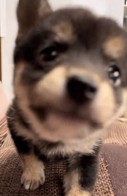 ドアップのあられちゃん