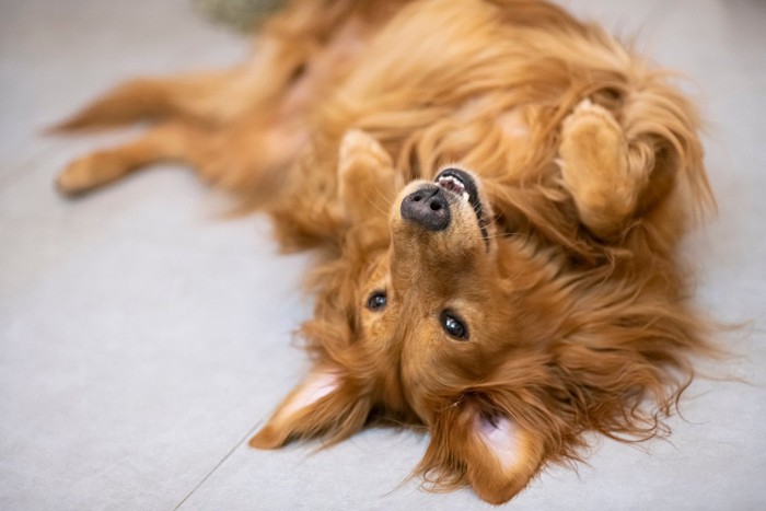 お腹を見せる犬