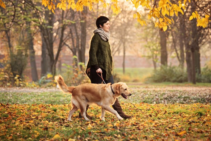 公園を散歩する男性と犬
