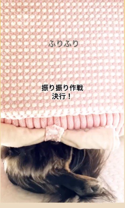 「フリフリ作戦」