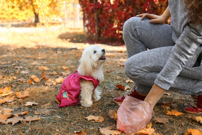 犬のうんちを拾う女性