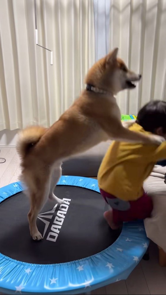 柴犬に押され前に倒れていく男の子