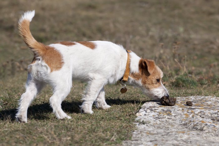 ウンチの匂いを嗅ぐ犬