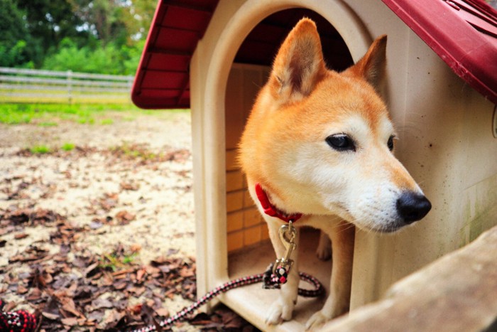 犬小屋から顔を出す柴犬