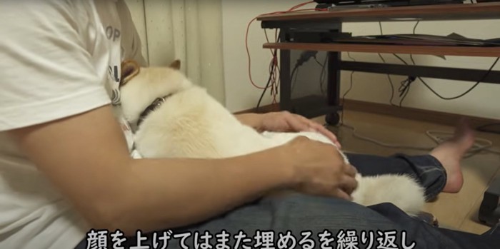 飼い主のわきに顔を埋める柴犬