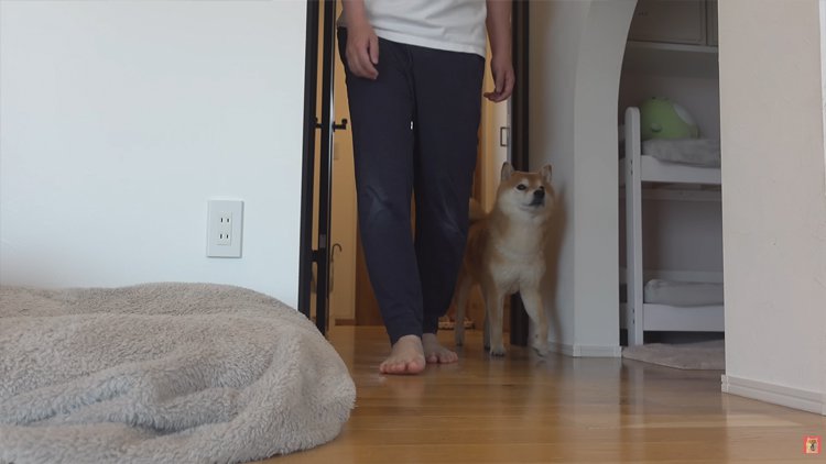 着替えに付き添う柴犬