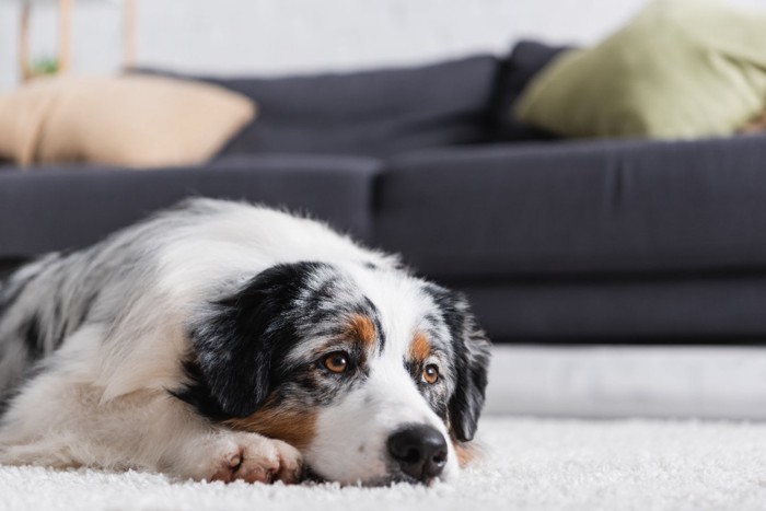 悲しそうに伏せる犬