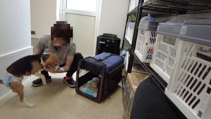 装着後は、キャリーに入ることを拒否