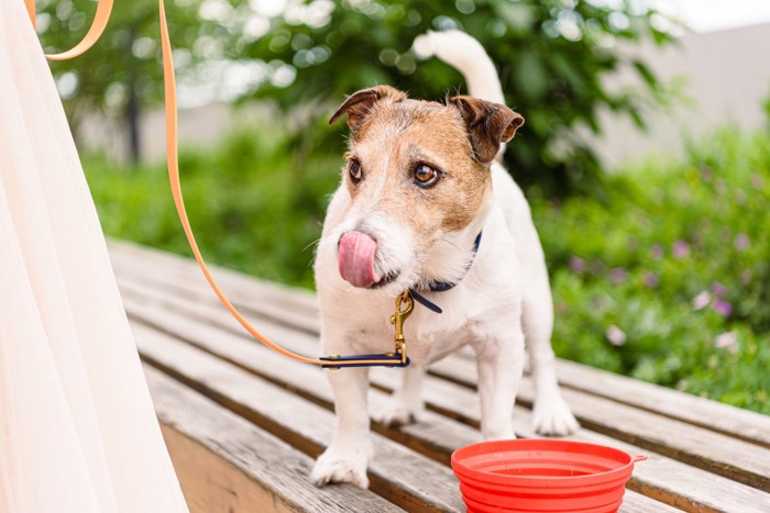 口を舐める犬