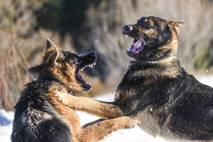 喧嘩をする犬たち