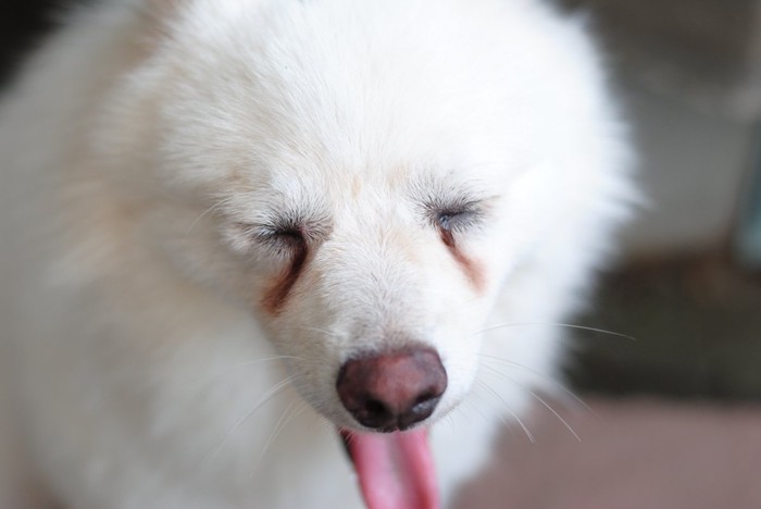 目を細める犬