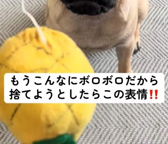 犬のおもちゃ