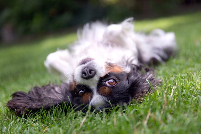 ゴロスリする犬