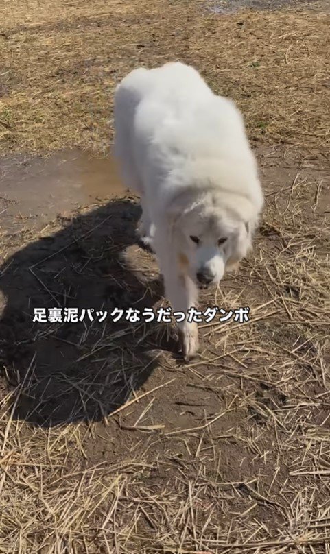 オフ会でのダンボくんたちの様子3