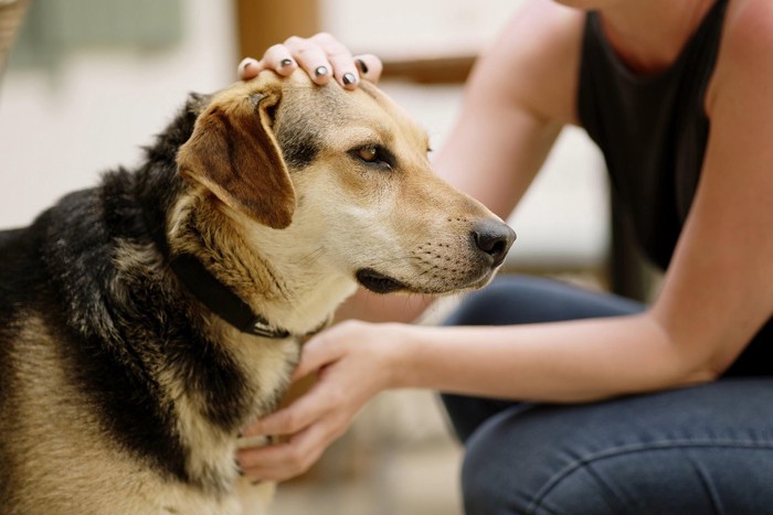 静かに撫でられる犬